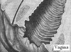 vaginal_ribbings.jpg